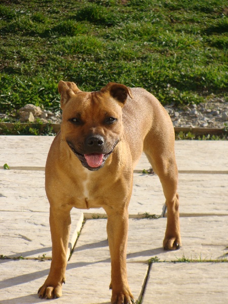 Dynamite dite dora des terres de la Munia