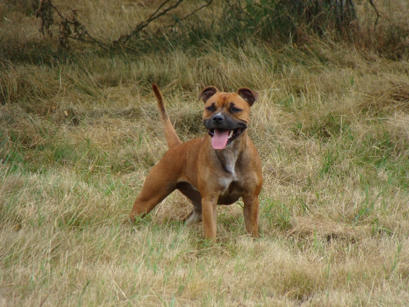 Epine dite enza des terres de la Munia