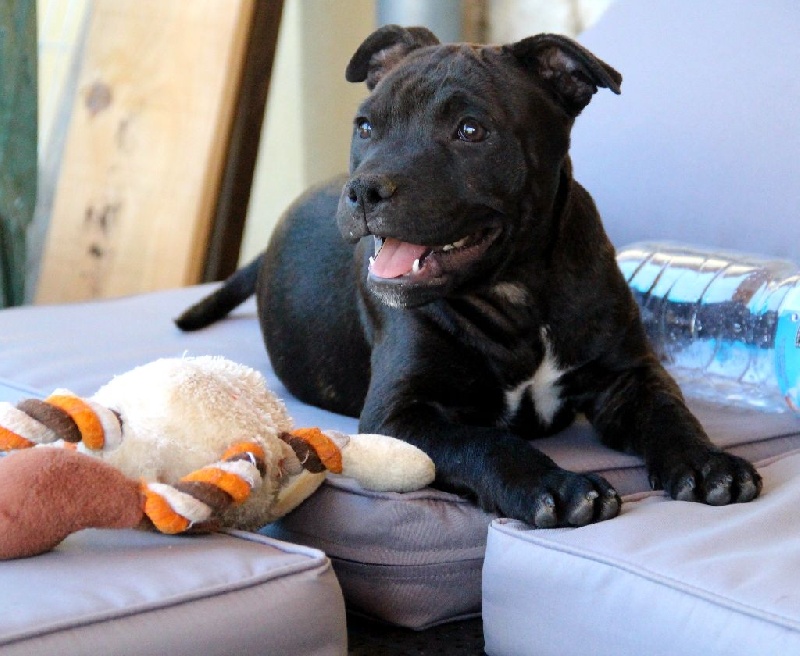 Chiot Staffordshire Bull Terrier des terres de la Munia
